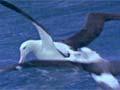Surface feeding