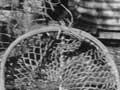 Whanganui Māori fishing nets (1st of 2)