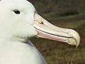 Southern royal albatross