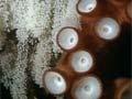 Video: Octopus tending her eggs