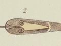 Outriggers of New Guinea