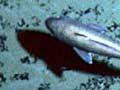 Rat-tail fish