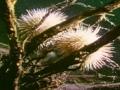 Video: Sea urchins