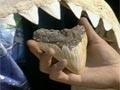 Shark teeth