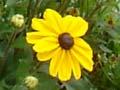 Kings Seeds in Katikati