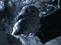 Morepork with bat