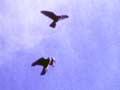 Video: Mid-air food pass