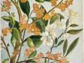 Coprosma baueri by Emily Harris