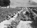 Tom McDonald (centre) in his vineyard, Taradale, Hawke's Bay