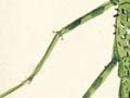 ‘Green walking twig’