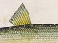 Grayling
