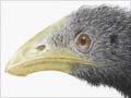 The heavy-footed moa