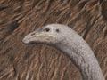 South Island giant moa