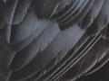 New Zealand raven