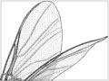 Female sandfly 