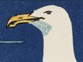 ‘Black-backed gulls’
