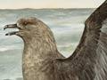 Subantarctic skua defending its prey