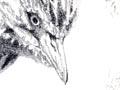 Nankeen night heron