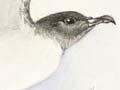 Petrel diversity