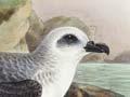 Gadfly petrel