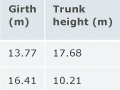 The 10 largest living kauri