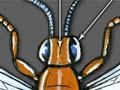 Parts of an insect