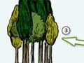 Conifer–broadleaf regeneration