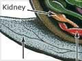 Parts of a snail