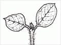 Small-leaved shrubby coprosmas