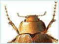 Grass grubs and beetle 