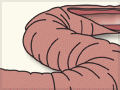 Inside an earthworm