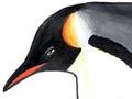 Penguins of the New Zealand region