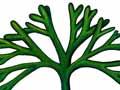 Marine invasives in the Auckland region