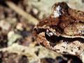 Differences between native and introduced frogs