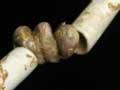 Close-up of a tusk shell necklace 
