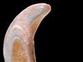Shellfish hook