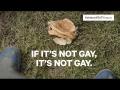 Video: If It's Not Gay, It's Not Gay | RainbowYOUTH