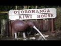 Roadside Stories: Ōtorohanga, the kiwi town