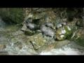 Roadside Stories: Marine life at Kaikōura