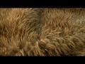 Video: Feather signatures - Tales from Te Papa episode 17