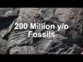 Fossil hunting, Kiritehere beach