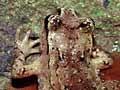 Hamilton's frog and Archey's frog