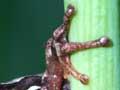 Whistling frog climbing
