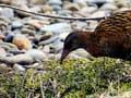 Weka foraging