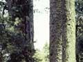 Forest interior