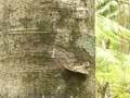 Kauri litter