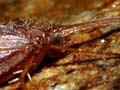 New Zealand caddisfly