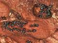 Native ants