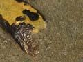 Fossil beetle wing case