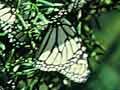 Monarch butterflies